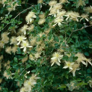 Clematis lasiantha, SBBG, Horticulture Unit