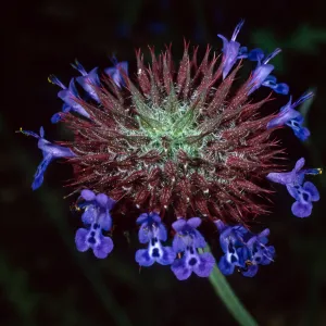 Salvia columbariae (Chia), Santa Barbara Botanic Garden, Desert Section