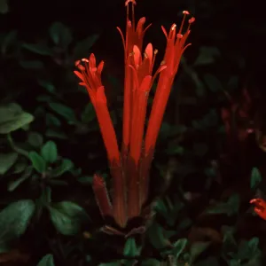 Monardella macrantha, Santa Barbara Botanic Garden