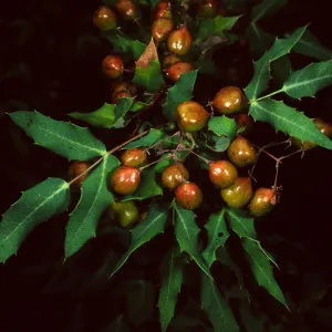Berberis nevinii, SBBG