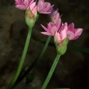 Allium, SBBG, Campbell Trail