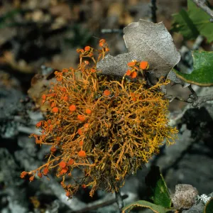 Santa Cruz Island, lichen on Quercus pacifica, 0.4 mile East of navy base