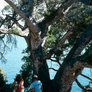 Santa Cruz Island, Autograph tree, Pelican Bay