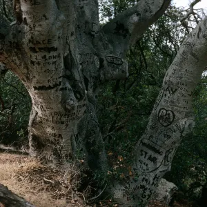 Santa Cruz Island, Autograph oak, Pelican Bay