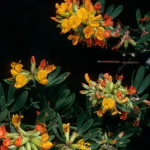 Santa Cruz Island, Lotus scoparius dendroideus, Willows Canyon
