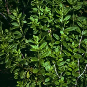 Santa Cruz Island, Galium buxifolium, sea bluffs, West of Eagle Canyon