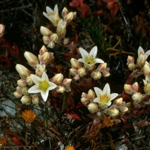 Santa Cruz Island, Dudleya nesiotica, Fraser Point