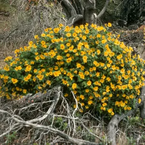 Santa Cruz Island, Venegasia, East of Pelican Bay