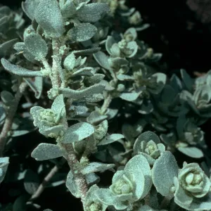 Santa Cruz Island, Atriplex leucophylla, Forneys Cove