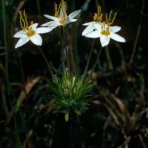 Santa Cruz Island, Linanthus androsaceus, upper Sauces Canyon, SC-2384