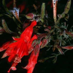 Santa Cruz Island, Zauschneria canum (=Epilobium canum), South Ridge Road, above Laguna Canyon
