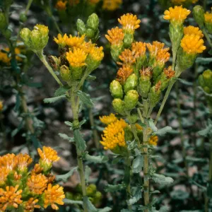 Santa Cruz Island, Haplopappus venetus