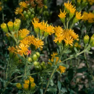 Santa Cruz Island, Haplopappus venetus