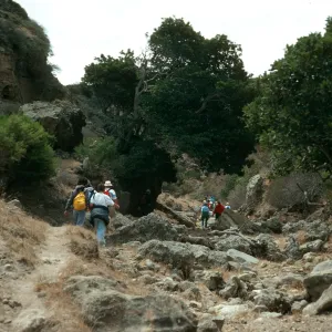 Santa Rosa Island, Cherry Canyon