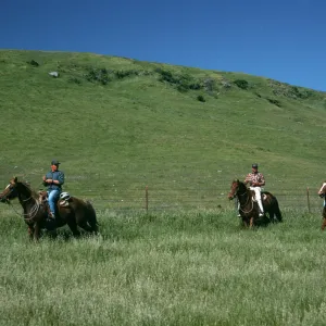Santa Rosa Island, vaqueros, near landing strip