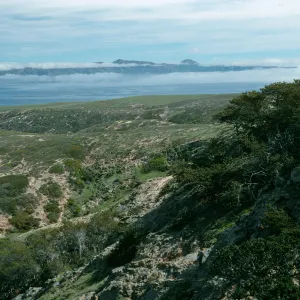 Santa Rosa Island, view of Santa Cruz, down Cherry Canyon, Ironwood Grove