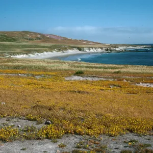 Santa Rosa Island, Hemizonia increscens, looking Northwest, East Point