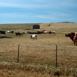 Santa Rosa Island, cattle, base of Carrington Point