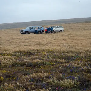 Santa Rosa Island, Santa Barbara Botanic Garden class, top of Carrington Peninsula