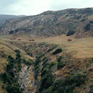 Santa Rosa Island, campground, Water Canyon