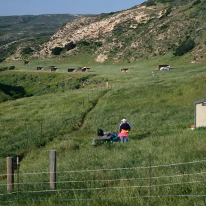Santa Rosa Island, campground at Water Canyon