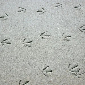 Santa Rosa Island, gull tracks, beach at mouth of Water Canyon