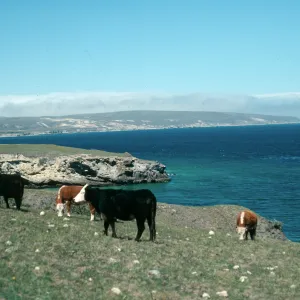 Santa Rosa Island, cattle, Beechers Bay