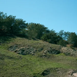 Santa Rosa Island, Torrey Pines, Beechers Bay