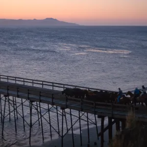 Santa Rosa Island, cattle drive at dawn