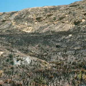San Nicolas Island, North coastal flats, Northeast end