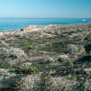 San Nicolas Island, burn at Corral Harbor