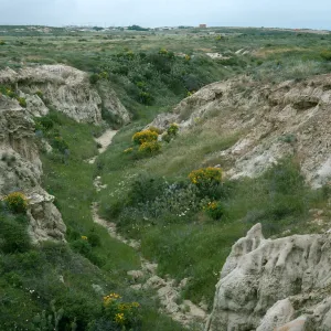 San Nicolas Island, canyon, West of airfield, Pectocarya locality