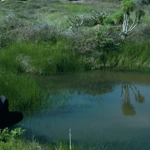San Nicolas Island, vernal pool/chad, just West of airfield