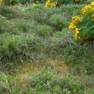 San Nicolas Island, annual habitat, Northwest of airfield