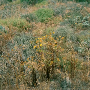 San Nicolas Island, Chrysanthemum coronarium, Building 120, Tufts Road