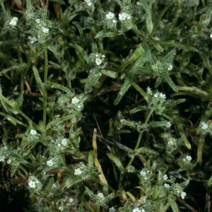 San Nicolas Island, Cryptantha traskiae, West of Corral Harbor