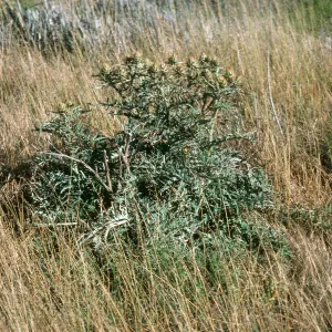 San Nicolas Island, Cynara, Wells on Tufts Road