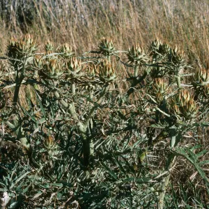San Nicolas Island, Cynara, Wells on Tufts Road