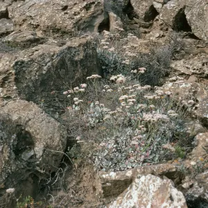 San Nicolas Island, Eriogonum grande timorum, Theodolite Road