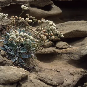 San Nicolas Island, Eriogonum grande timorum, 1st canyon, West of South range marker poles
