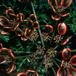 San Nicolas Island, Lomatium insulare, Beach Road