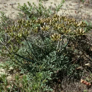 San Nicolas Island, Lomatium insulare, slopes above Daytona Beach