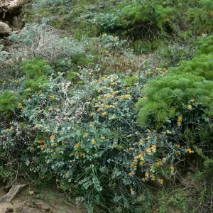 San Nicolas Island, Lotus argophyllus, Coreopsis, Beach Road