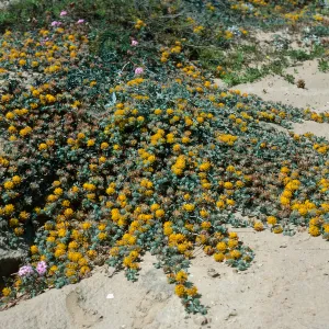 San Nicolas Island, Lotus argophyllus, Daytona Beach
