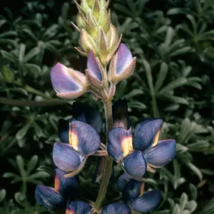 San Nicolas Island, Lupinus (Lupine),