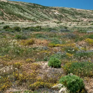 San Nicolas Island, Malacothrix polycephalia, North side, West of NAVFAC