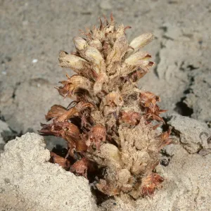 San Nicolas Island, Orobanche parishii brachyloba, Daytona Beach
