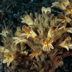 San Nicolas Island, Orobanche parishii brachyloba, near Cattail Canyon