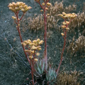 San Nicolas Island, Dudleya virens, Live-Forever Canyon