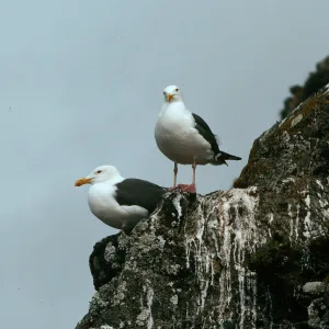 West Anacapa Island, Wester Gulls, Rat Rock